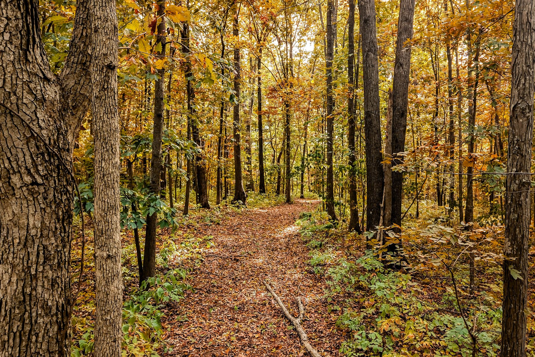 1614 Warner Bridge Road — the trail through the trees