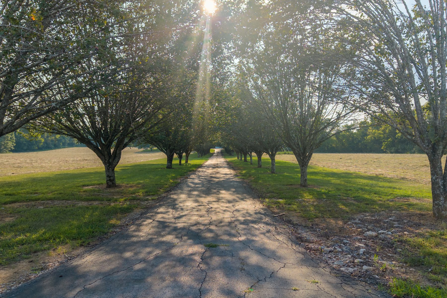 975 Hant Hollow Road — the tree-lined drive