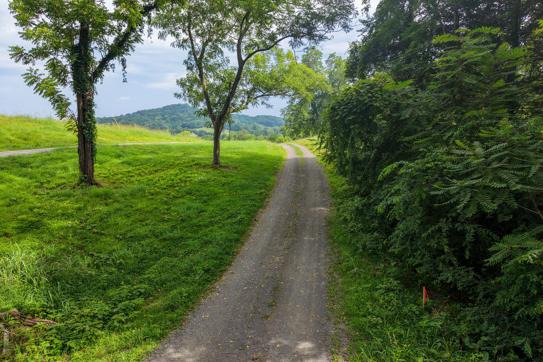 Lot 7 Skyridge Lane — the tree-lined lane