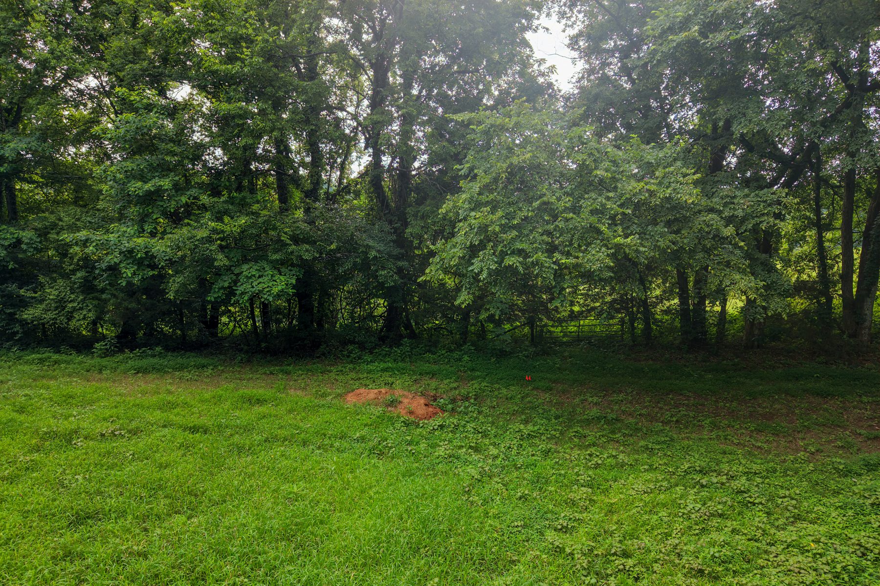 Lot 7 Skyridge Lane — beneath the trees